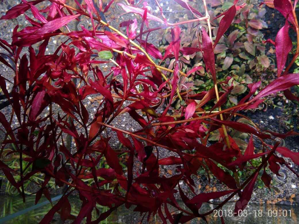 新叶底红100多颗50包邮了