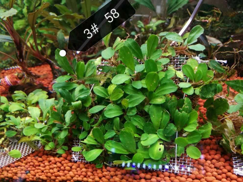 野株中小叶迷你叶多图