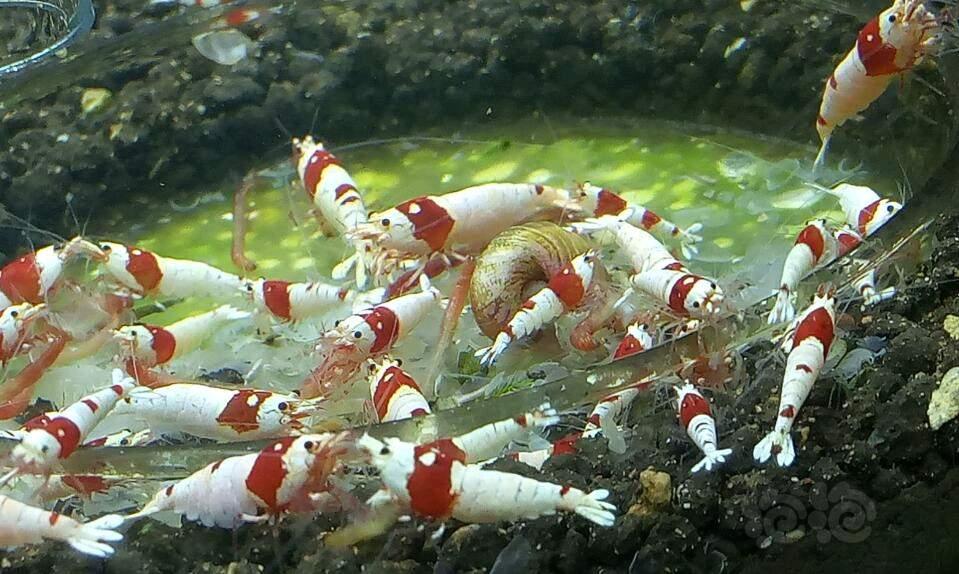 出纯血红白水晶虾-图4