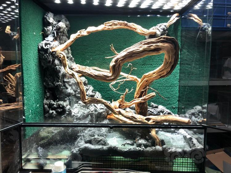 【雨林】90*45*90雨林爬宠缸