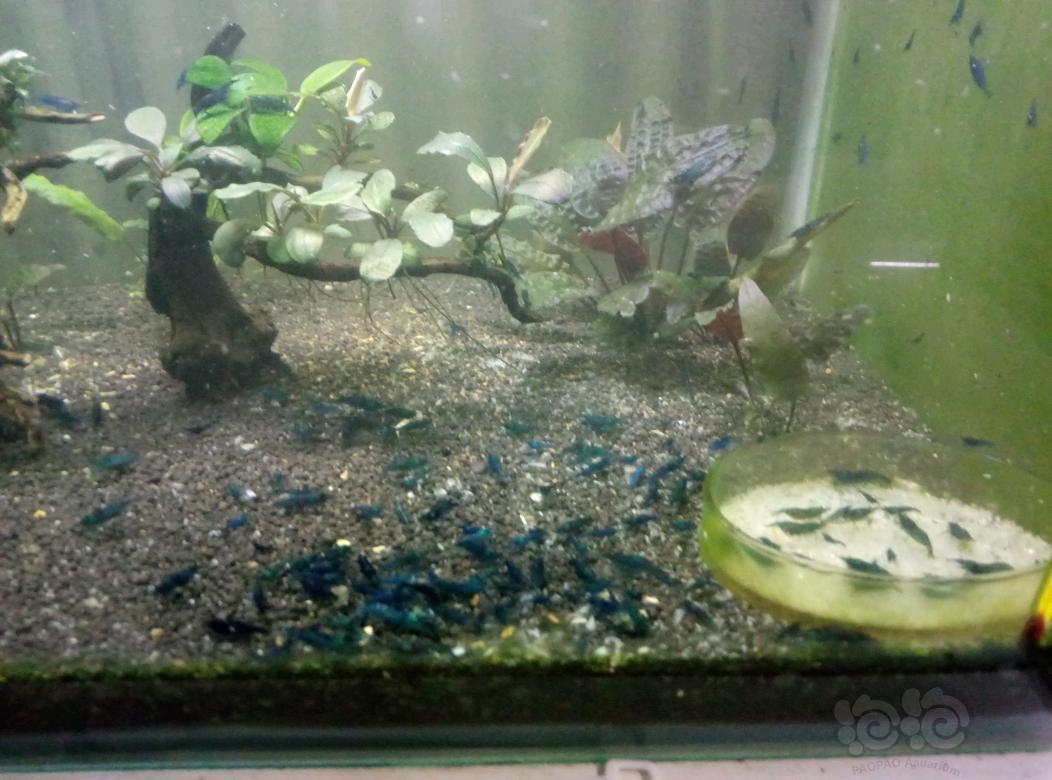蓝宝石米虾繁殖组出售-图2