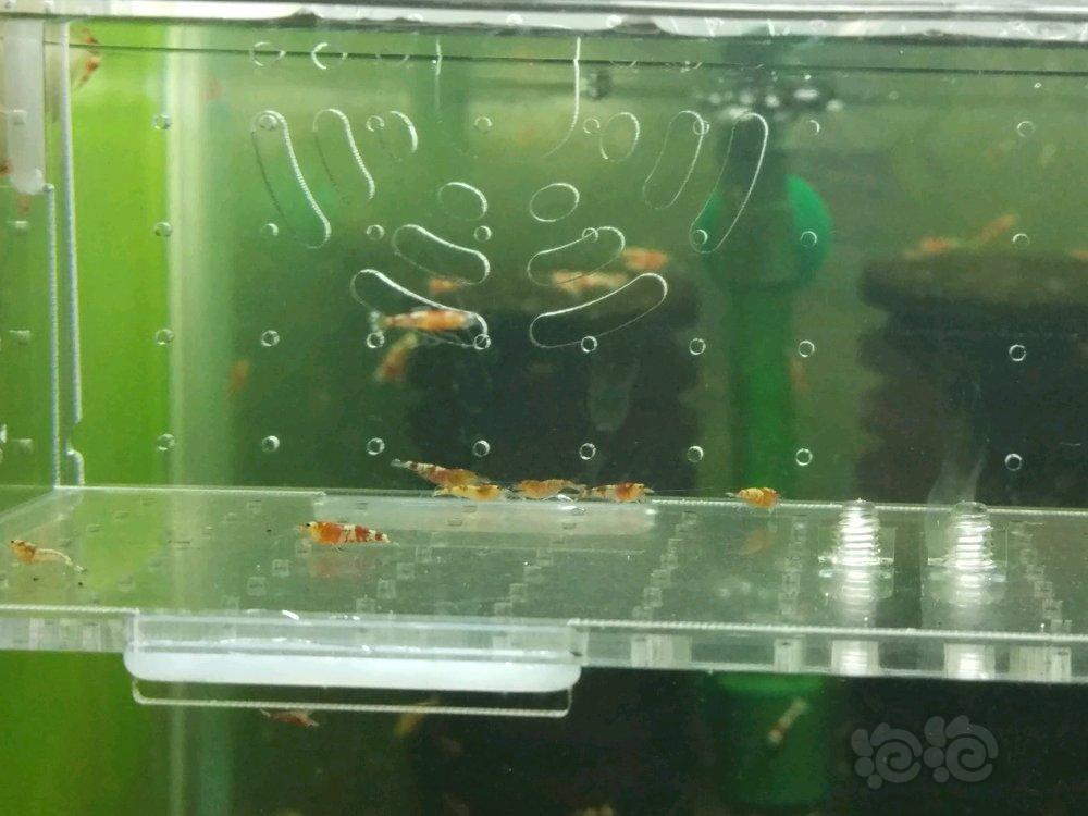【虾】2018-5-16#RMB拍卖虎晶淘汰一组-图2