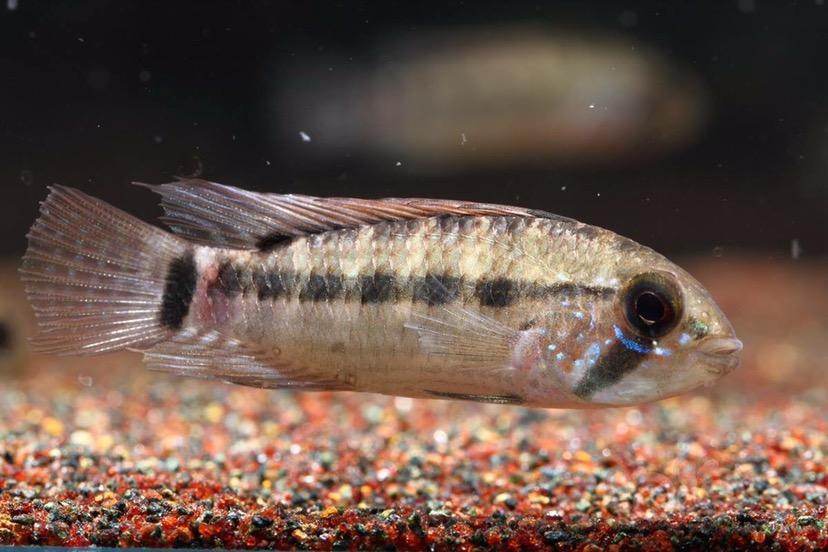 短鲷稀有七间短鲷