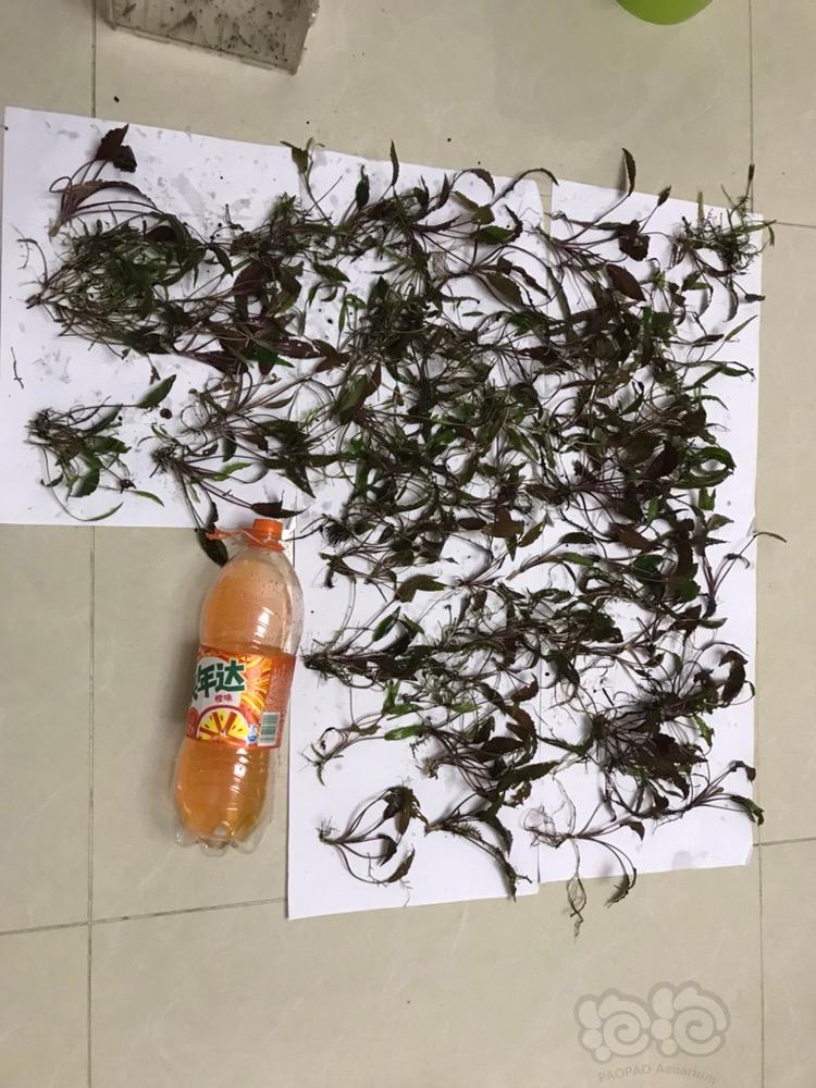 【水草】2018-05-13#RMB拍卖  椒草  红阿比达  绿壁虎  温蒂  虎纹-图2