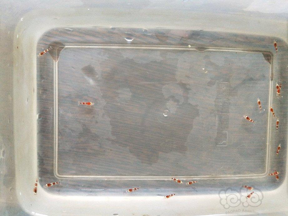 【虾】2018-05-12#RMB拍卖酒红水晶虾熊猫，索水晶虾20只-图6