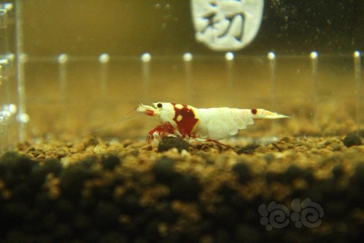 【虾】2018-05-02#RMB拍卖红白水晶虾一只-图4
