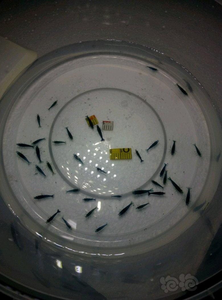 蓝宝石米虾繁殖组出售-图3