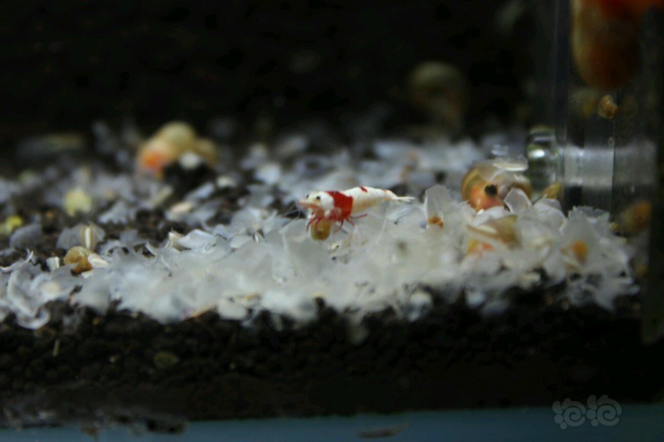 【虾】2018-5-10#RMB拍卖红白水晶虾6只-图5