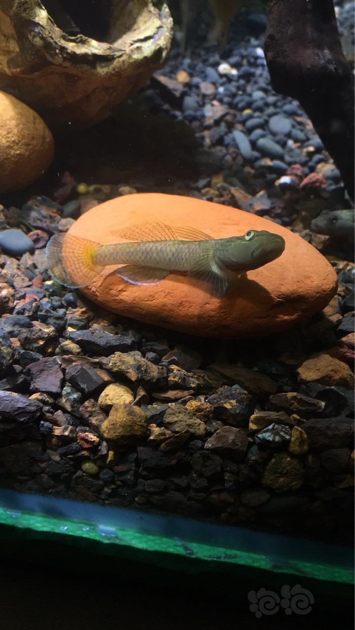 【国内原生鱼】你是谁?科普下