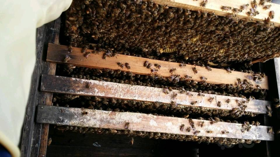 【出售】出售自家养的蜂蜜-图2