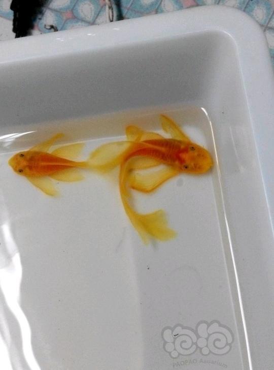 熱帶魚出售藍眼大帆迷你鸚鵡種魚