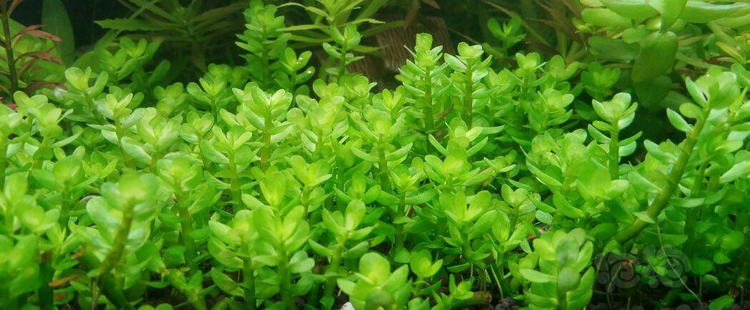 出水草68元非偏远地区包邮或者60顺丰到付