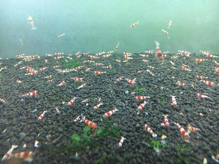 红白水晶虾小虾-图3