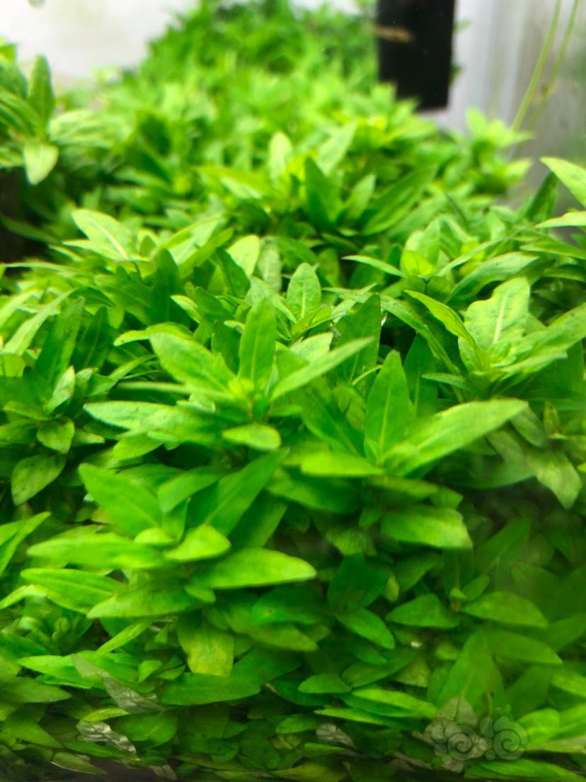 南美叉柱花大量出