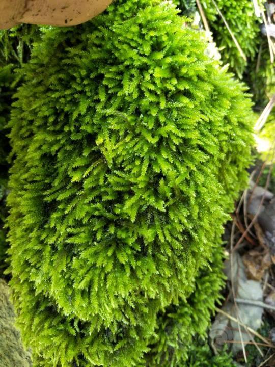 【雨林】雨后天晴-小灰苔藓