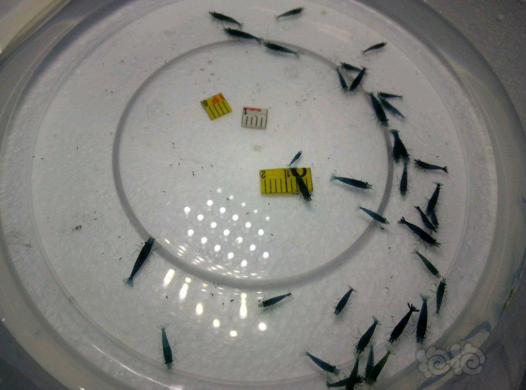 蓝宝石米虾繁殖组出售-图5