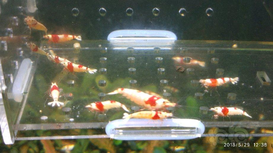 【出售】出几组红白水晶虾-图4