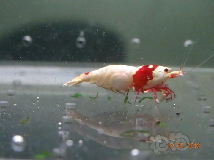 【虾】2018-5-20#RMB拍卖红白白躯成母2只-图2