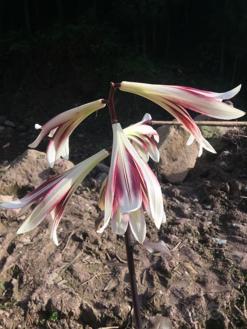 雨林山中草水百合