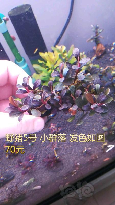 【辣椒榕】【出售】小叶冥王群落 11红单根，发色野猪-图6