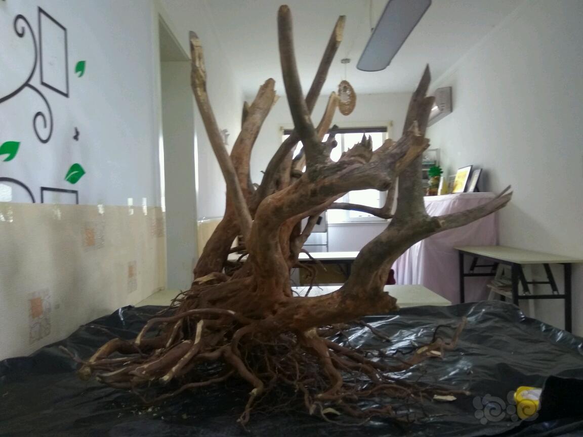 【沉木】山西太原地区杜鹃一体木大型树桩-图2