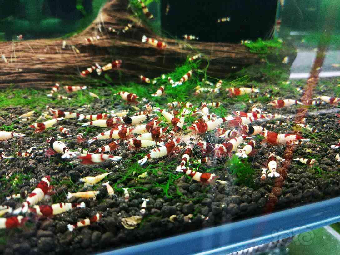 哈尔滨-安德烈水晶虾，转红白，金刚类水晶虾-图5