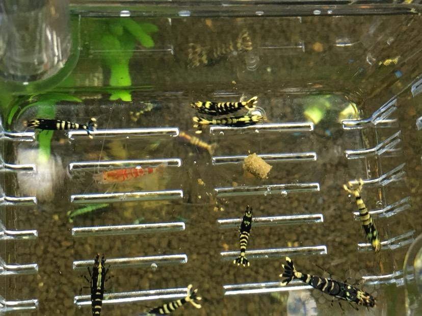 【虾】2018-06-25#RMB拍卖8只公黑银河水晶虾-图4