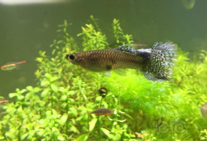 孔雀鱼请问大家这都是同一种品种的大耳吗大耳母鱼发蓝吗