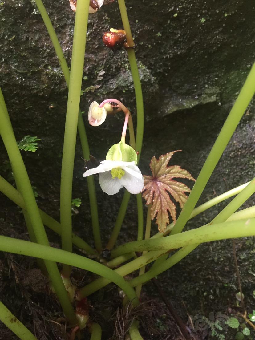 其他路边草裂叶秋海棠