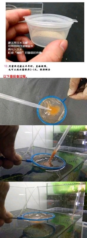 完整丰年虾孵化过程图解