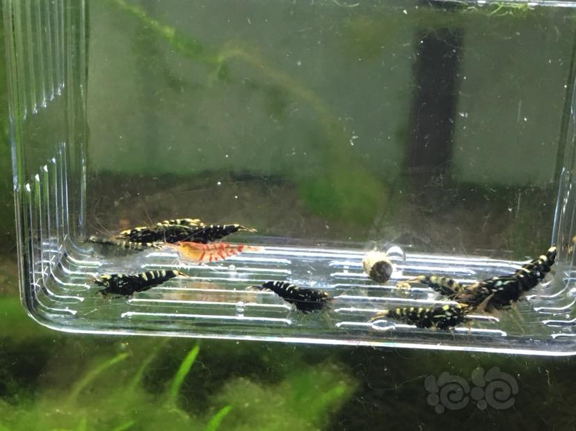 【虾】2018-06-25#RMB拍卖8只公黑银河水晶虾-图3