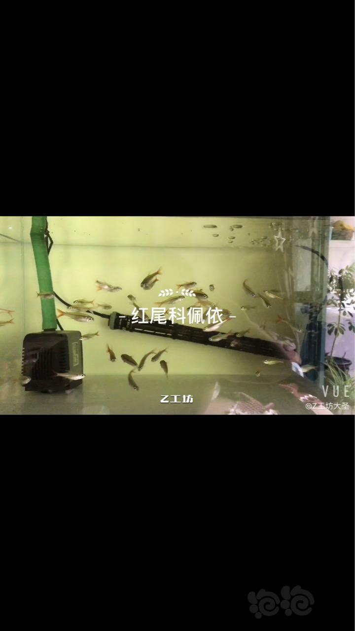 【热带鱼】出红尾科佩依灯鱼-图3