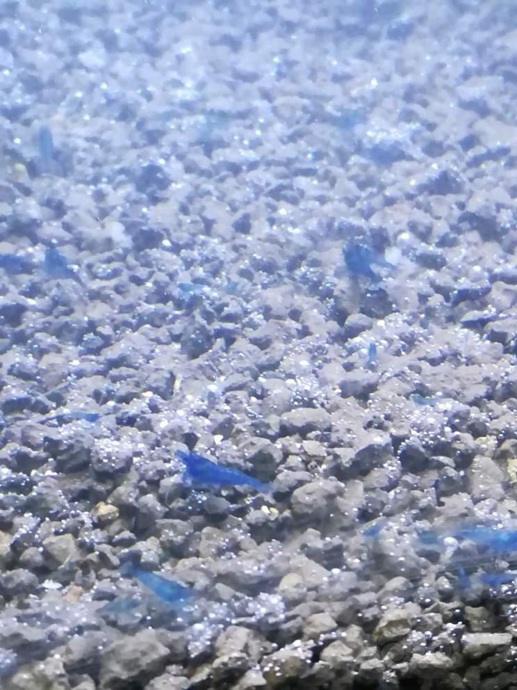 【出售】出售蓝宝石虾-图4