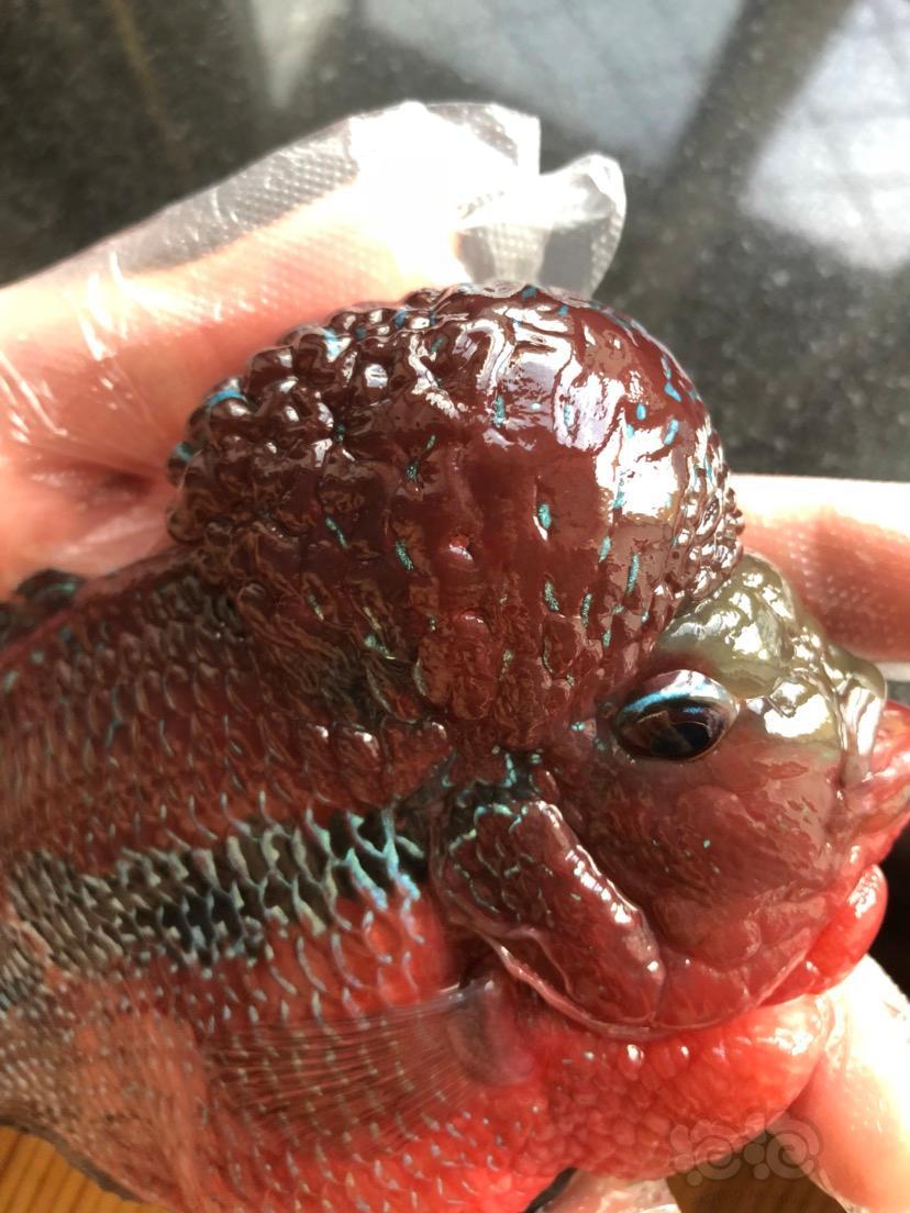 【罗汉鱼】头洞,第六天的晚上