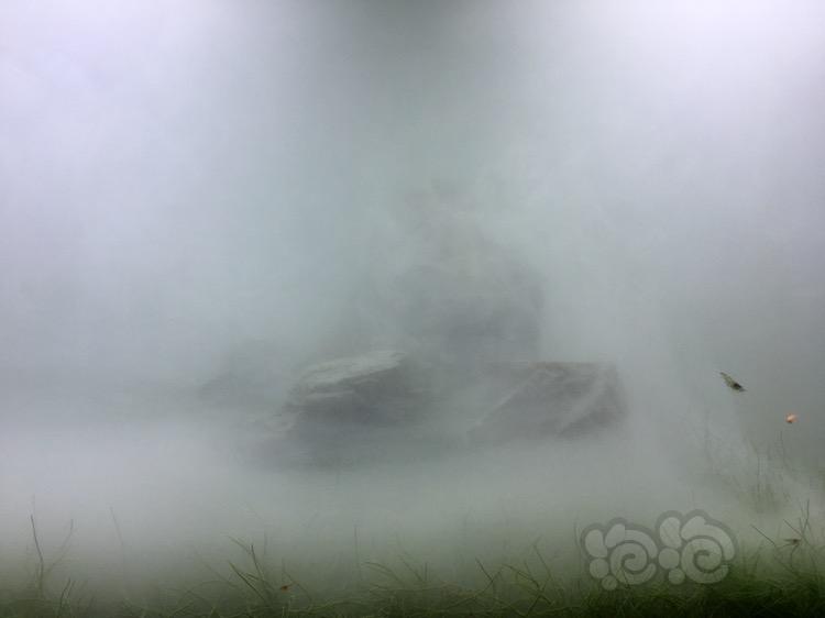 The Mist迷雾森林-图4