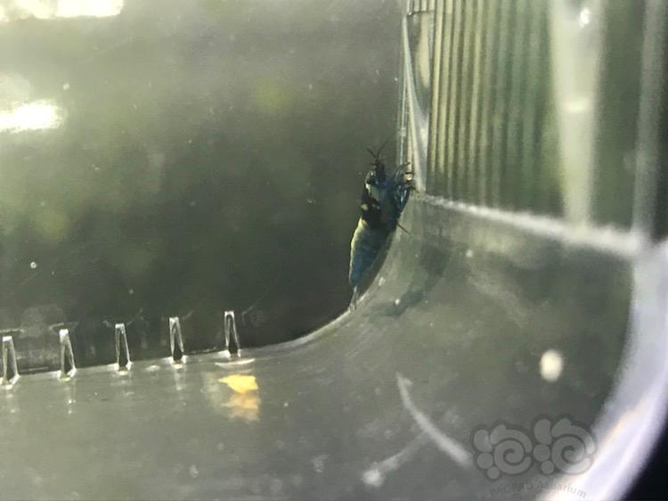 【虾】2018-6-12#RMB拍卖黑金刚蓝区水晶虾2只-图6