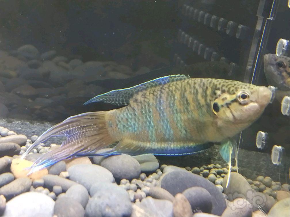 【斗鱼】巨普/圆尾/越黑,你喜欢哪条