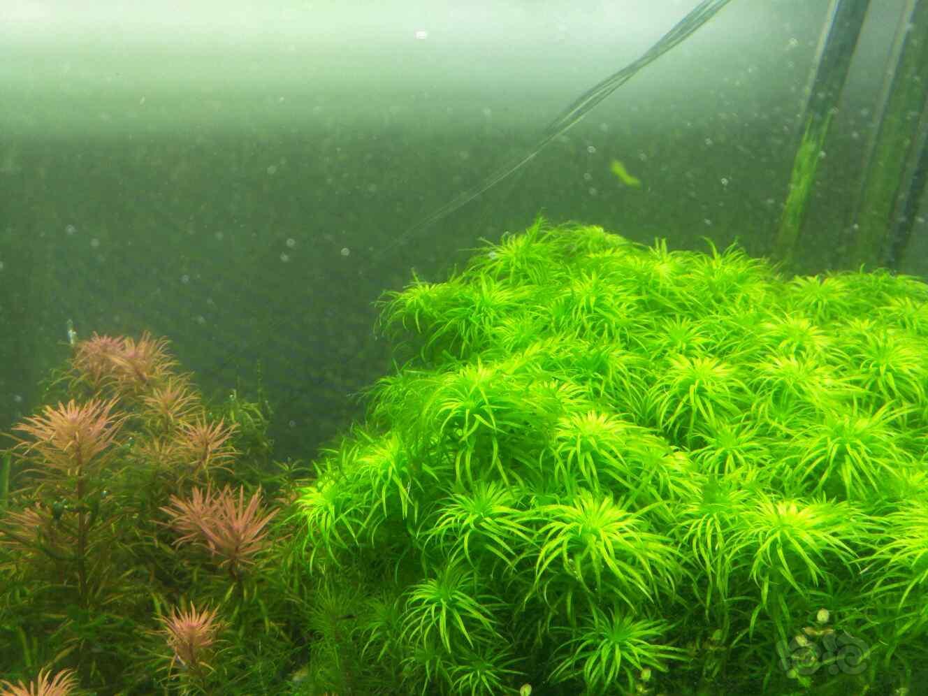 福利价普太100头红太3头50包邮