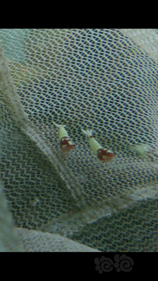 【水晶虾】出10只红洞头-图2