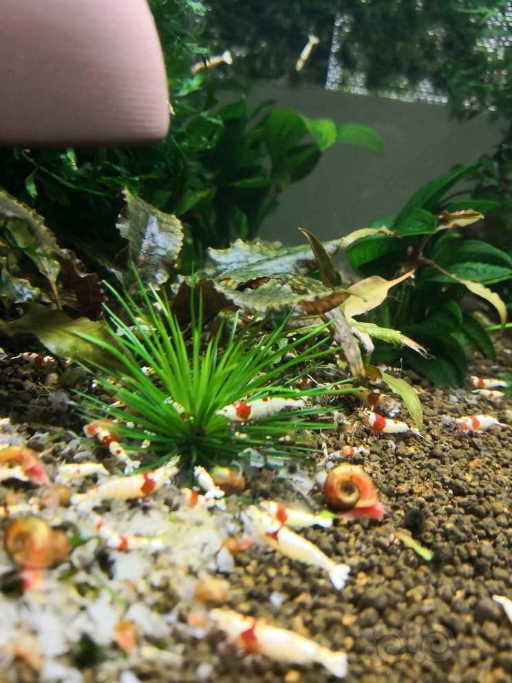 水晶虾与水草并存-图4