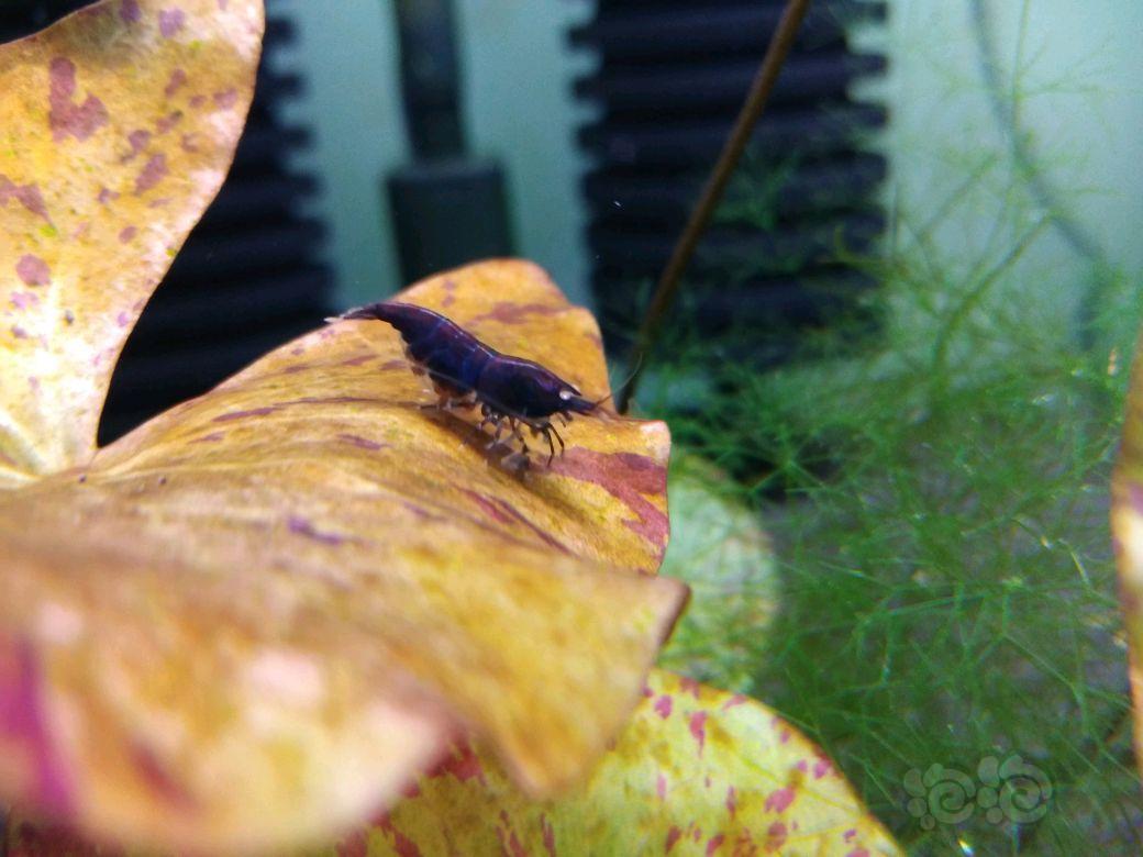 金眼蓝钻水晶虾