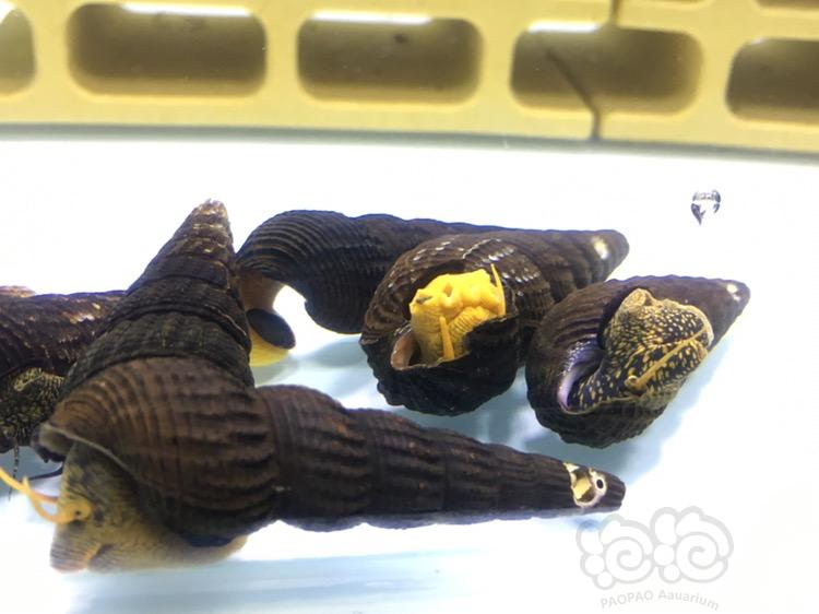 出一组苏拉威西兔螺，送苗12只-图4