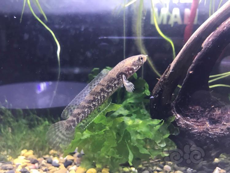 【雷龙】小钴蓝 钴蓝雷龙