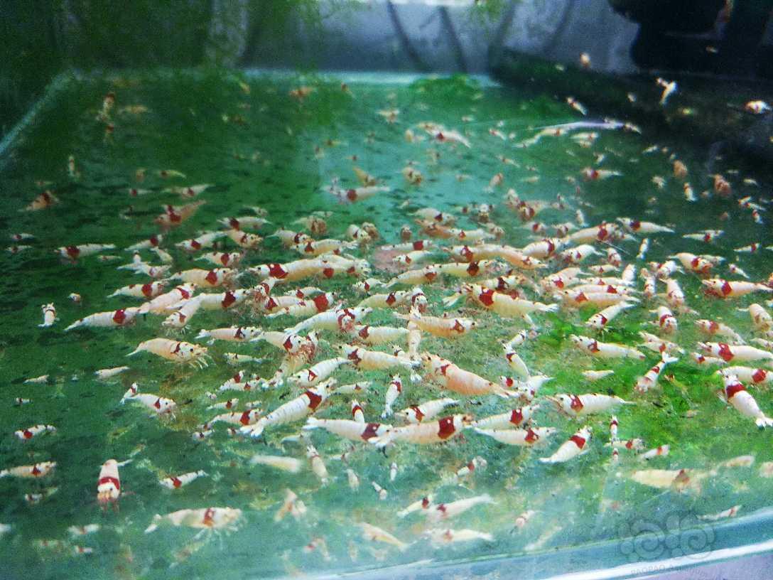 哈尔滨-安德烈水晶虾，转红白，金刚类水晶虾-图1
