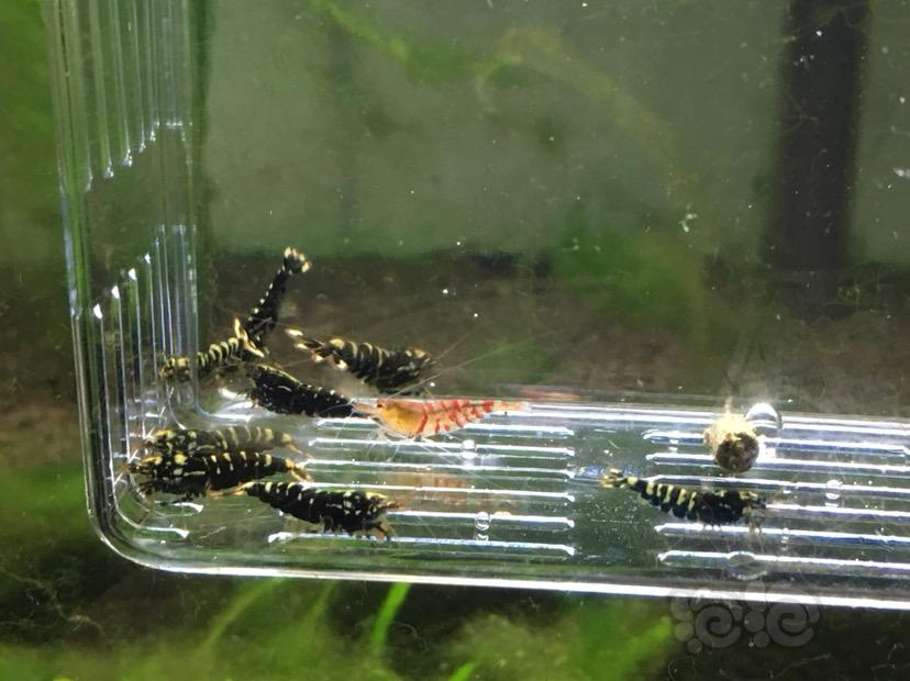【虾】2018-06-25#RMB拍卖8只公黑银河水晶虾-图1