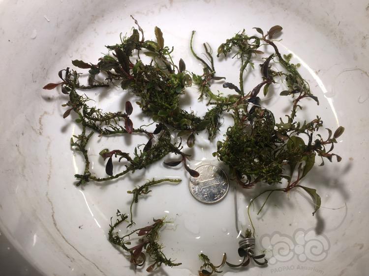 出售出一点定水辣椒