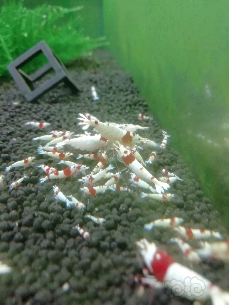 【出售】【出售】红白水晶虾-图1