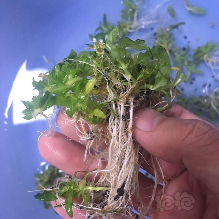 【水草】翻缸出叉柱根系发达,几天前刚打过头.