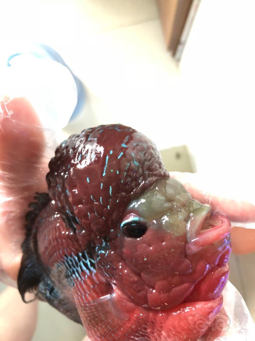 罗汉鱼头洞第七天头上的好了但是这个地方之前没注意到晕