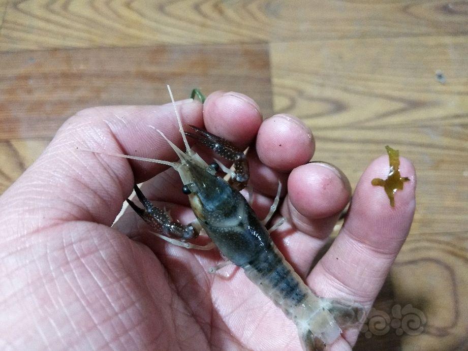 出售出三色幽灵鳌虾